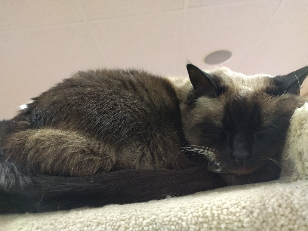 Pet Valu | 1630 Ness Ave, Winnipeg, MB R3J 3X1, Canada | Phone: (204) 772-3777