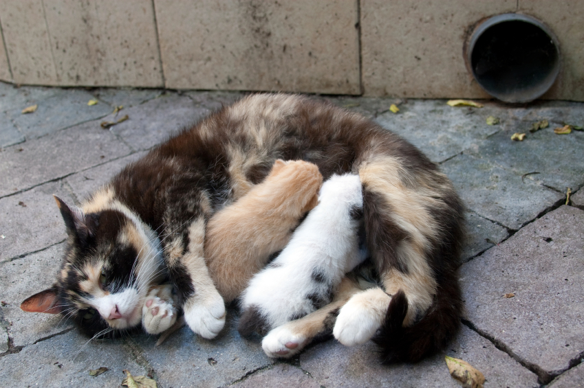 CatSpan Ferals Registered Charity | Box 64 STN Main, Nanoose Bay, BC V9P 9J9, Canada | Phone: (250) 240-7702