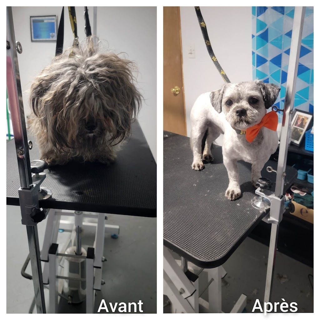Salon Toilettage Beau Poil | 3020 Chem. de Val Estrie, Waterville, QC J0B 3H0, Canada | Phone: (819) 580-1627