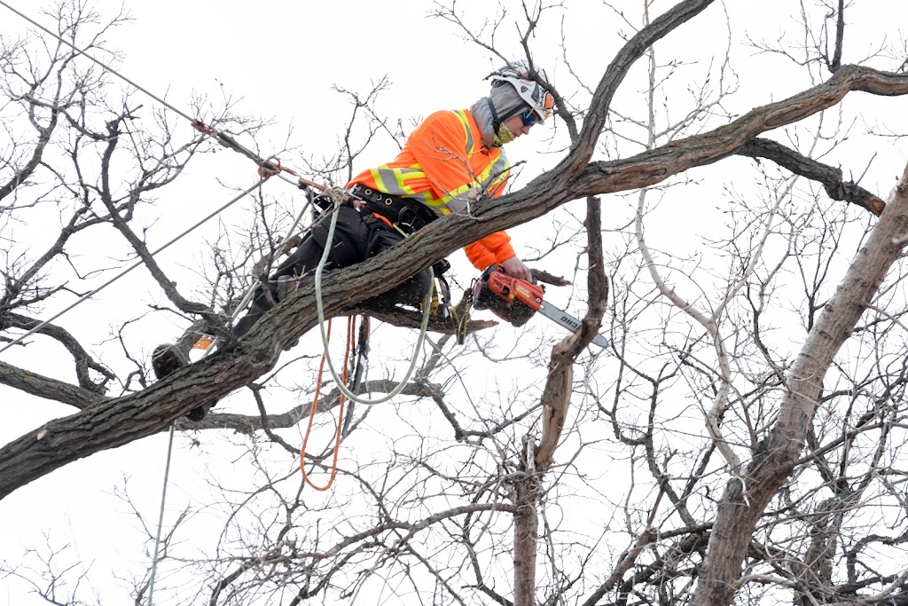Britton Tree Care | 572 Jubilee Ave, Winnipeg, MB R3L 1P3, Canada | Phone: (204) 799-2504