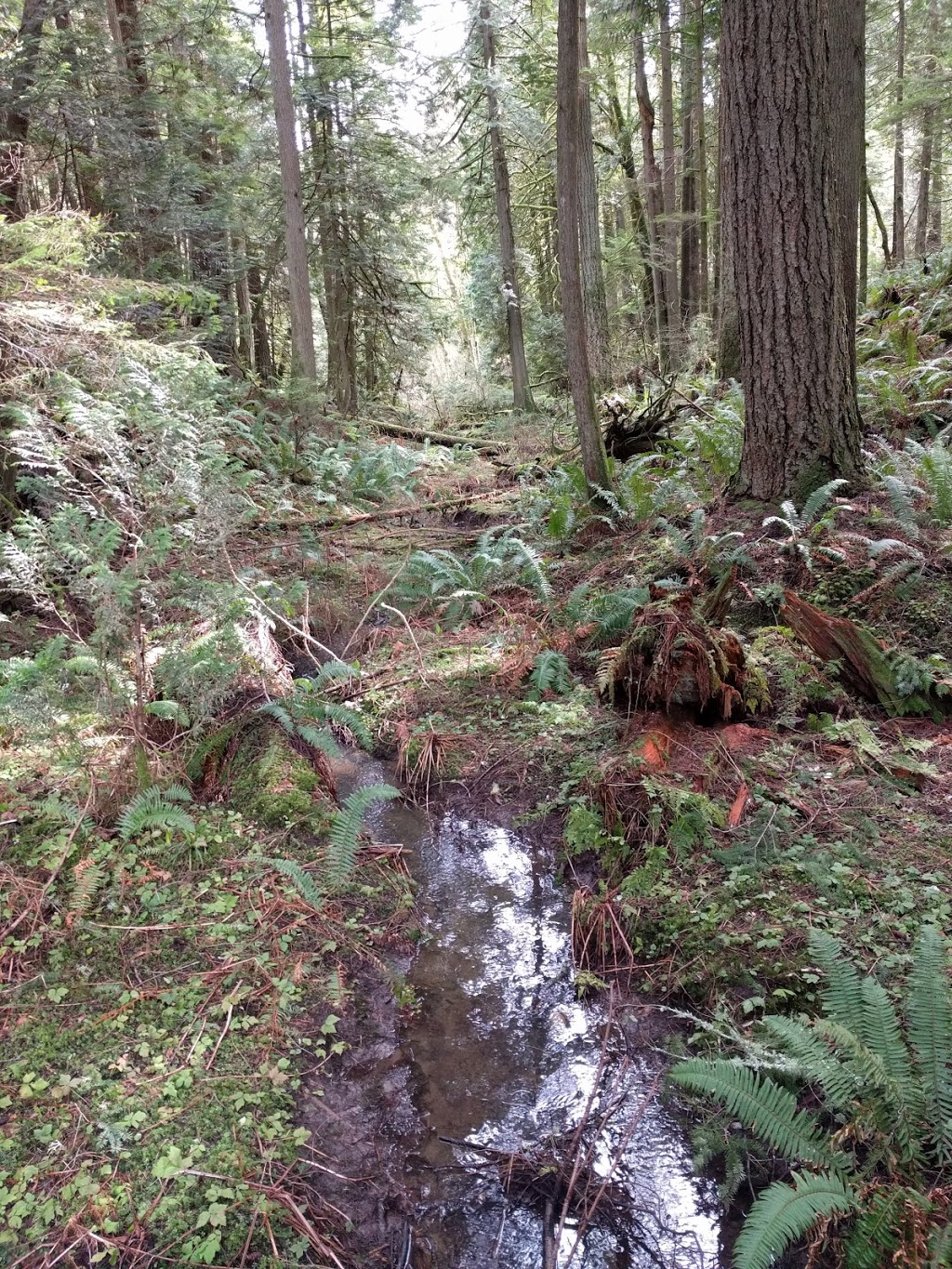Stimpson Family Nature Reserve | 2076 Lake Louise Rd, Bellingham, WA 98229, USA | Phone: (360) 778-5850
