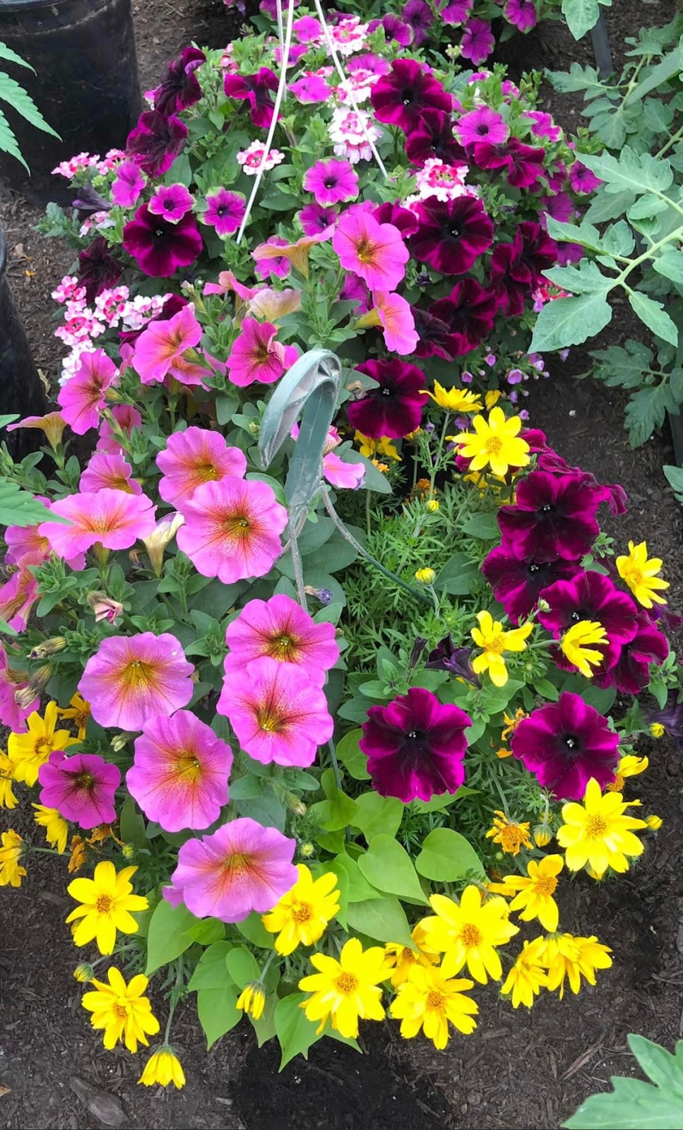 MacVicar Family Growers | 1889 Nicolls Rd, Merritt, BC V1K 1N7, Canada | Phone: (250) 936-8186