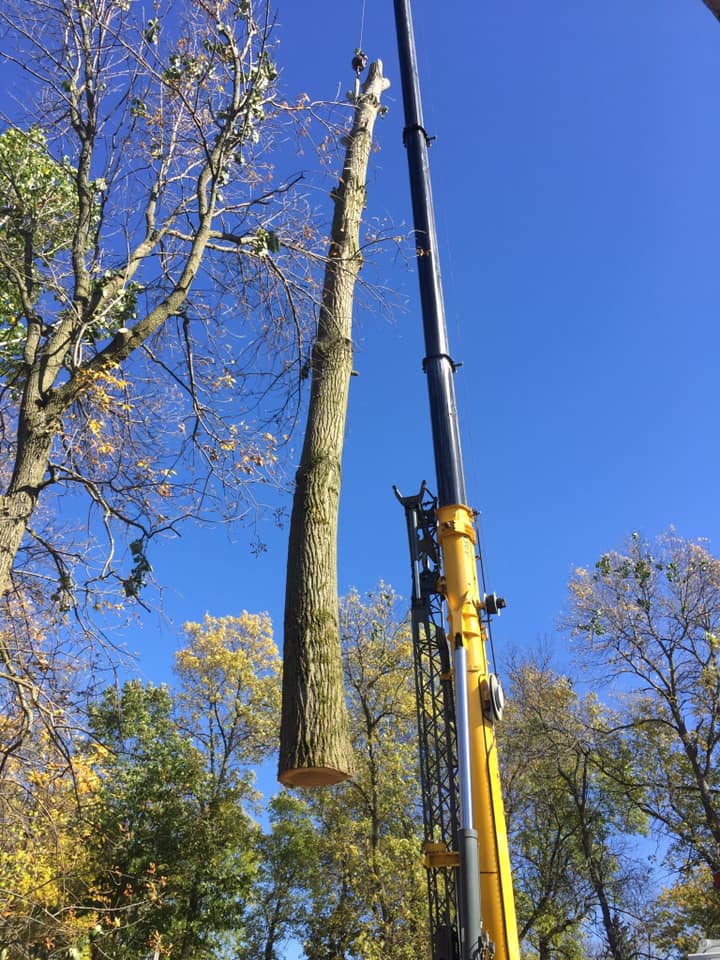 B&L Tree Service | 2080 Old Fort Rd, Midland, ON L4R 4K3, Canada | Phone: (705) 527-4003