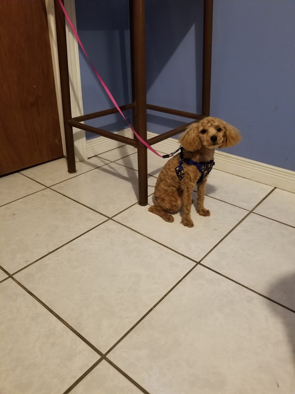 vip puppy spa | 192 View N Ct, Woodbridge, ON L4L 8S3, Canada | Phone: (647) 472-2474