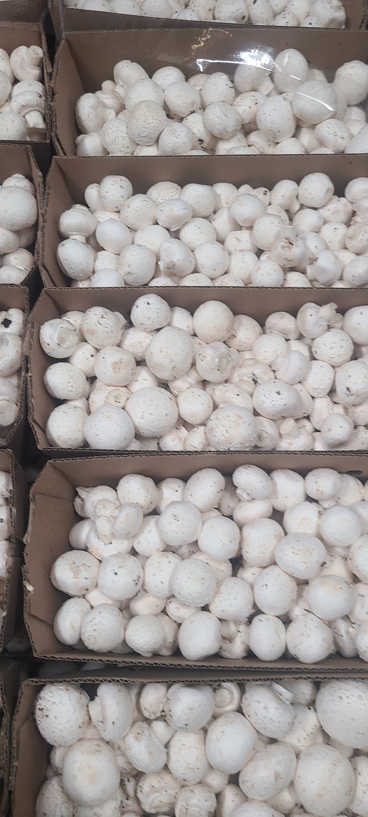 Brantford Mushroom Farm | 1744 Colborne St E, Brantford, ON N3T 5L4, Canada | Phone: (519) 756-6112