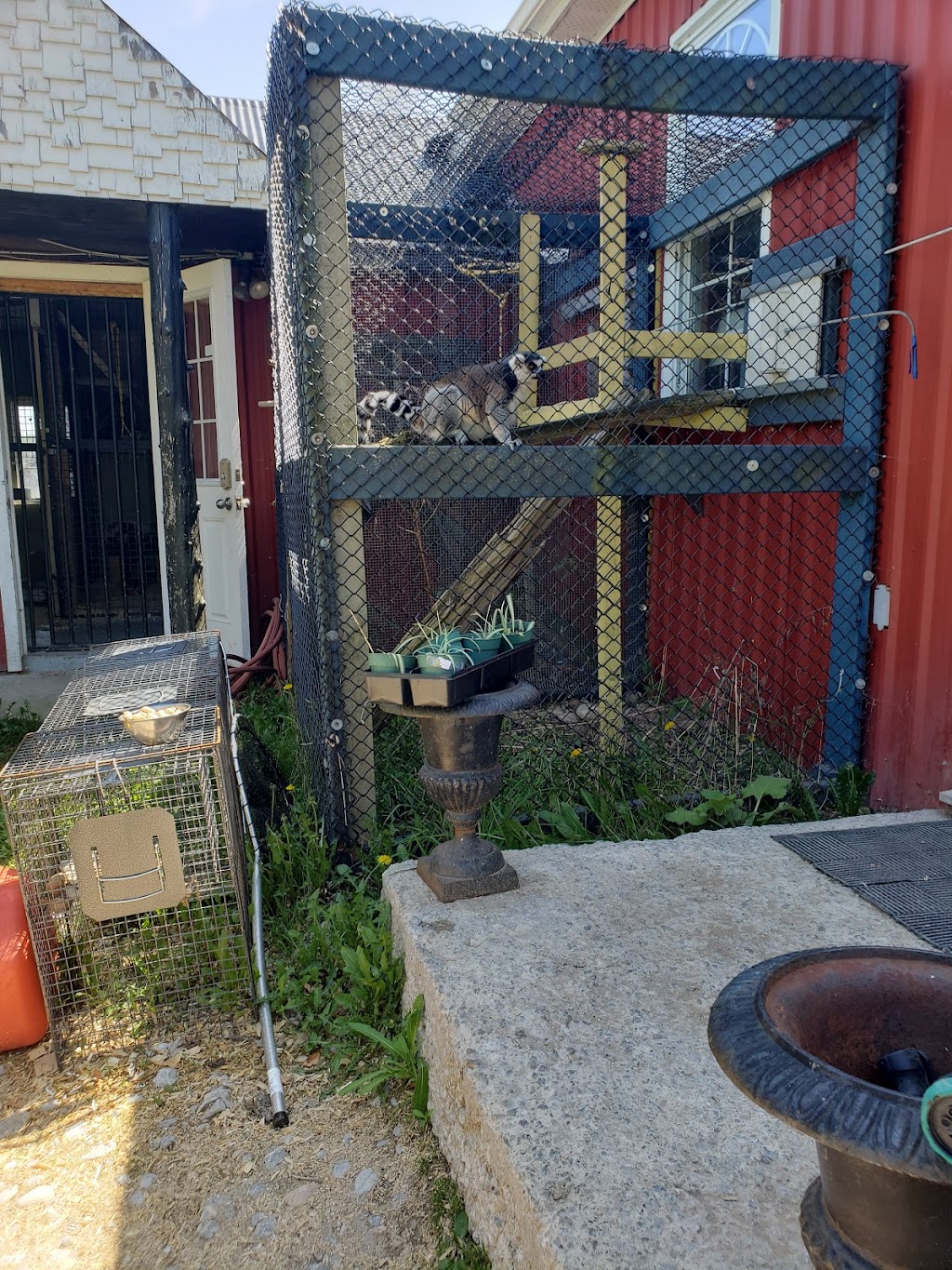 Story Book Farm Primate Sanctuary | 2315 Concession Rd 10, Sunderland, ON L0C 1H0, Canada | Phone: (416) 816-4800