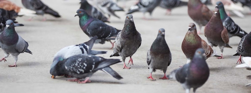 Caskade Bird Control Inc | 4438 19 Ave NW, Calgary, AB T3B 0R9, Canada | Phone: (403) 815-1807