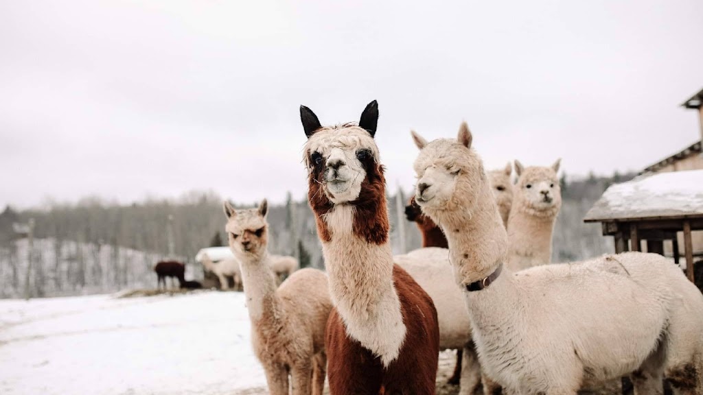 Les alpagas aux drôles de toupets | 684 Chem. Martindale, Low, QC J0X 2C0, Canada | Phone: (819) 790-3618