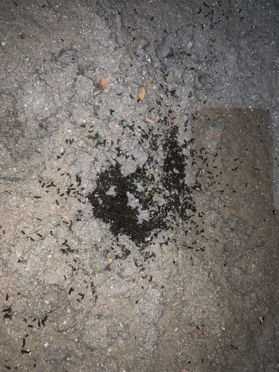 Simcoe Muskoka Wildlife Removal | 45 Heron Blvd, Minesing, ON L9X 0J1, Canada | Phone: (705) 794-7697