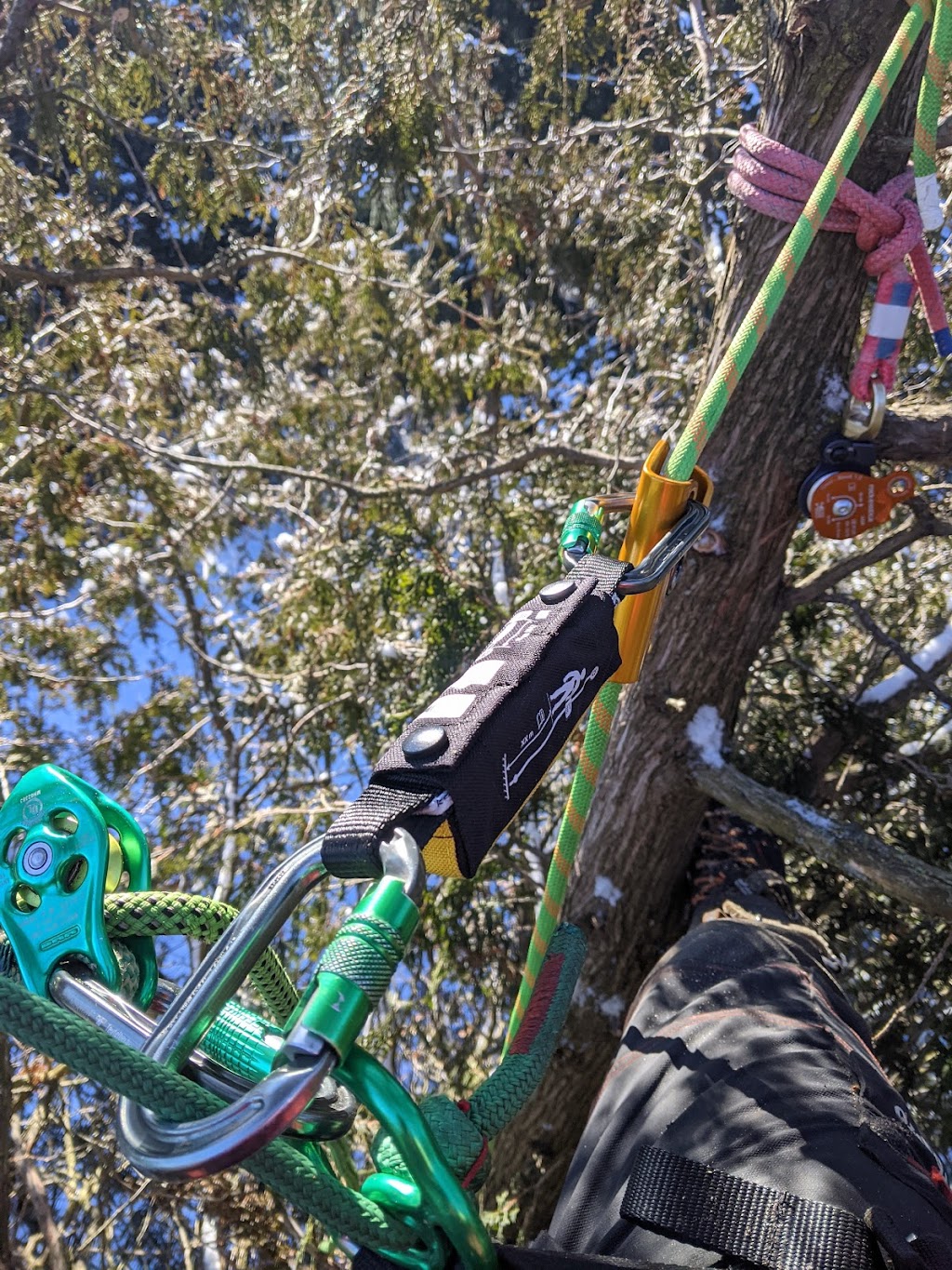 Ascents Tree Service | 8914 Adjala 10 Sideroad, Palgrave, ON L0N 1P0, Canada | Phone: (226) 500-5206