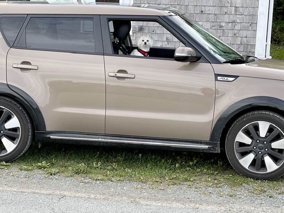 ORegans Green Light Used Car Centre South Shore | 169 North St, Bridgewater, NS B4V 2V7, Canada | Phone: (902) 530-1020