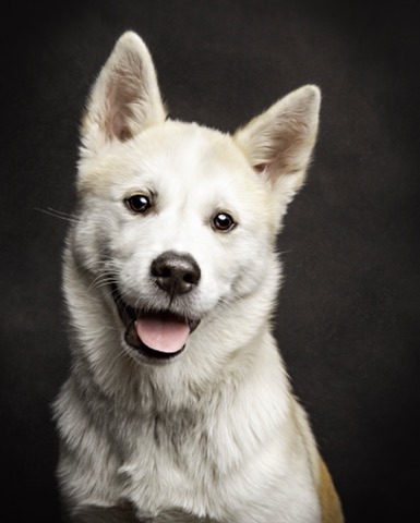 Pet More Pet Care | 4140 Bathurst St Unit 4136, North York, ON M3H 3P3, Canada | Phone: (416) 630-9979