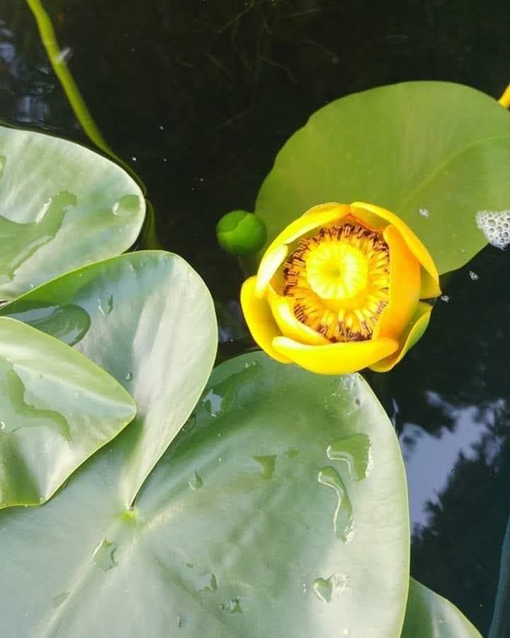 Lily Pad Day Spa | 41 Earls Road, Huntsville, ON P1H 1C7, Canada | Phone: (705) 787-1717
