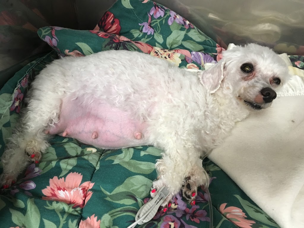 Eagleson Veterinary Clinic | 46-500 Eagleson Rd, Kanata, ON K2L 2X1, Canada | Phone: (613) 383-8381