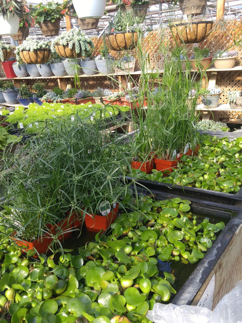 Viking Nursery | 4930 Sully Rd, Gores Landing, ON K0K 2E0, Canada | Phone: (905) 342-2537