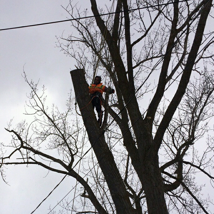 Alert Tree Doctor | 3059 9th Line, Bradford, ON L3Z 3S3, Canada | Phone: (416) 684-2748