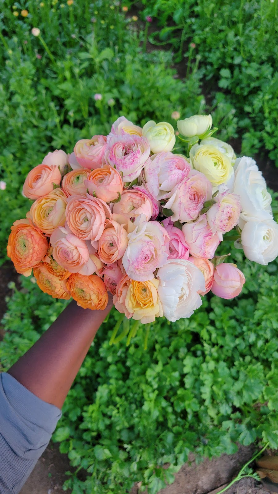 re.Planted Farm & Florals | 36 Wolfe Ave, Deep River, ON K0J 1P0, Canada | Phone: (343) 303-5455