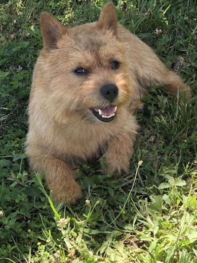 You Lucky Dog Grooming Studio | 4397 Colonel Talbot Rd, London, ON N6P 1B6, Canada | Phone: (519) 709-1687