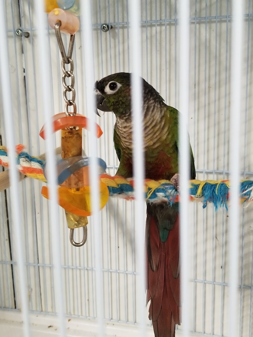 Vinces Pet Centre | 91 Friuli Ct, Woodbridge, ON L4L 7H2, Canada | Phone: (905) 856-0426