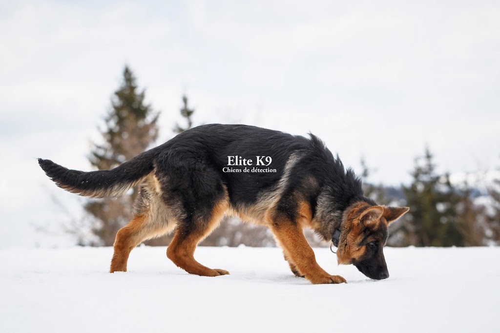 Élite K9 Canin détection de punaise | 141 Rue Alycia, Sainte-Sophie, QC J5J 0C8, Canada | Phone: (514) 922-6855