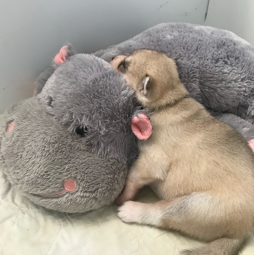 Élevage Flandor - Élevage de chiens -Husky Sibérien | 3251 Rang du Haut de la Rivière, Sainte-Élisabeth, QC J0K 2J0, Canada | Phone: (450) 757-1323