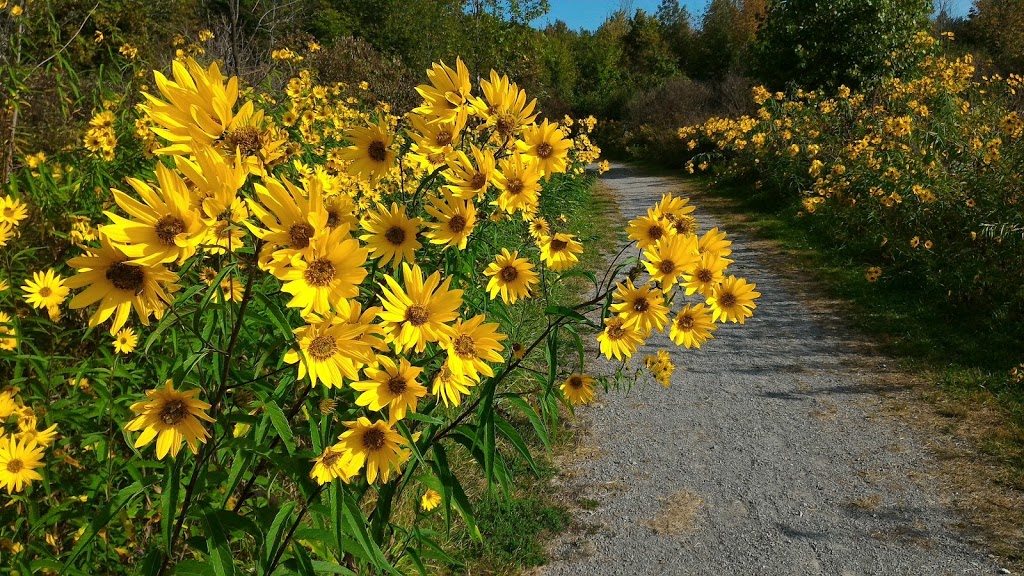 Harold S Bradshaw Memorial Park | 510-590 Chantler Rd, Welland, ON L3B 5N8, Canada