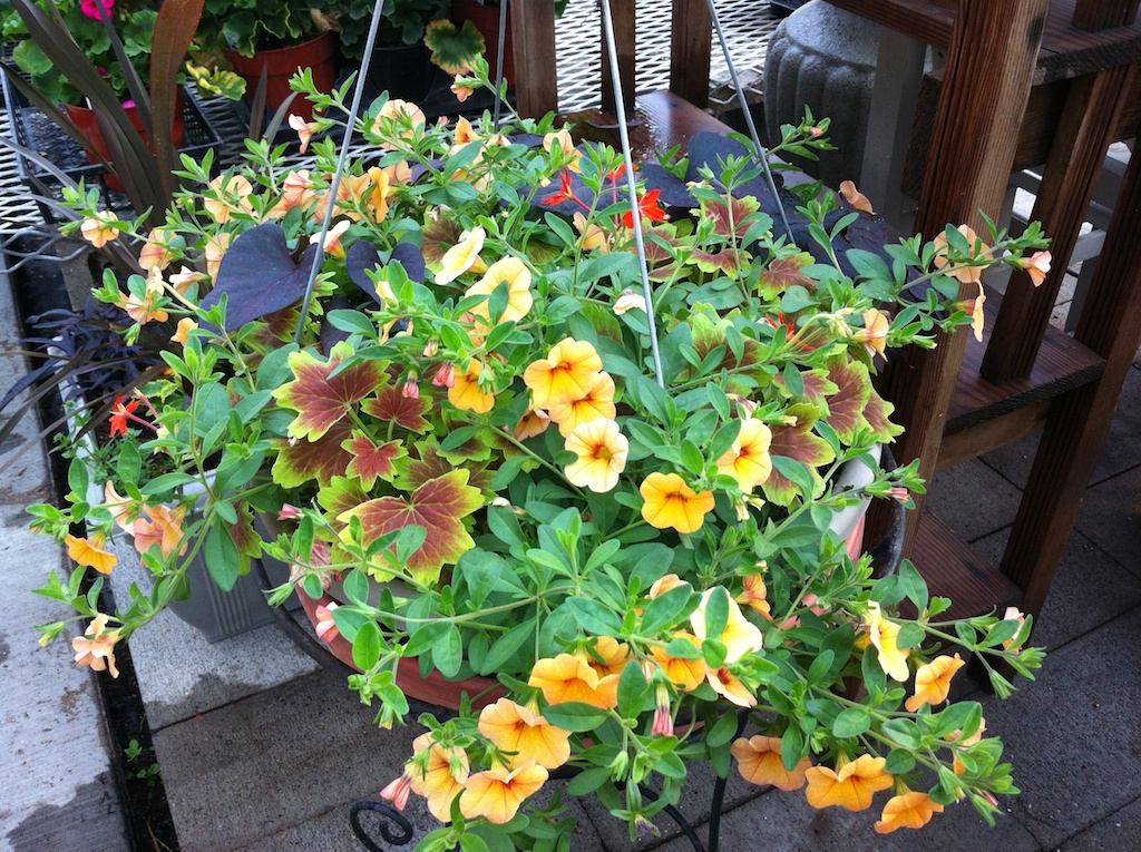 Marvins Gardens Greenhouse | 910 2nd Ave E, Waldheim, SK S0K 4R0, Canada | Phone: (306) 945-5503