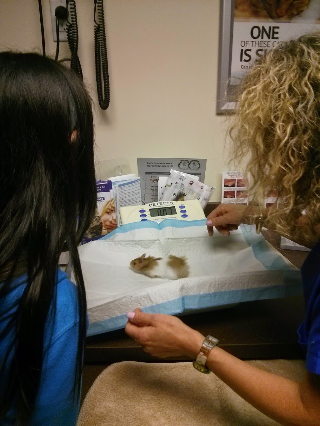 Willowdale Animal Hospital Toronto | 256 Sheppard Ave W, North York, ON M2N 1N3, Canada | Phone: (416) 222-5409