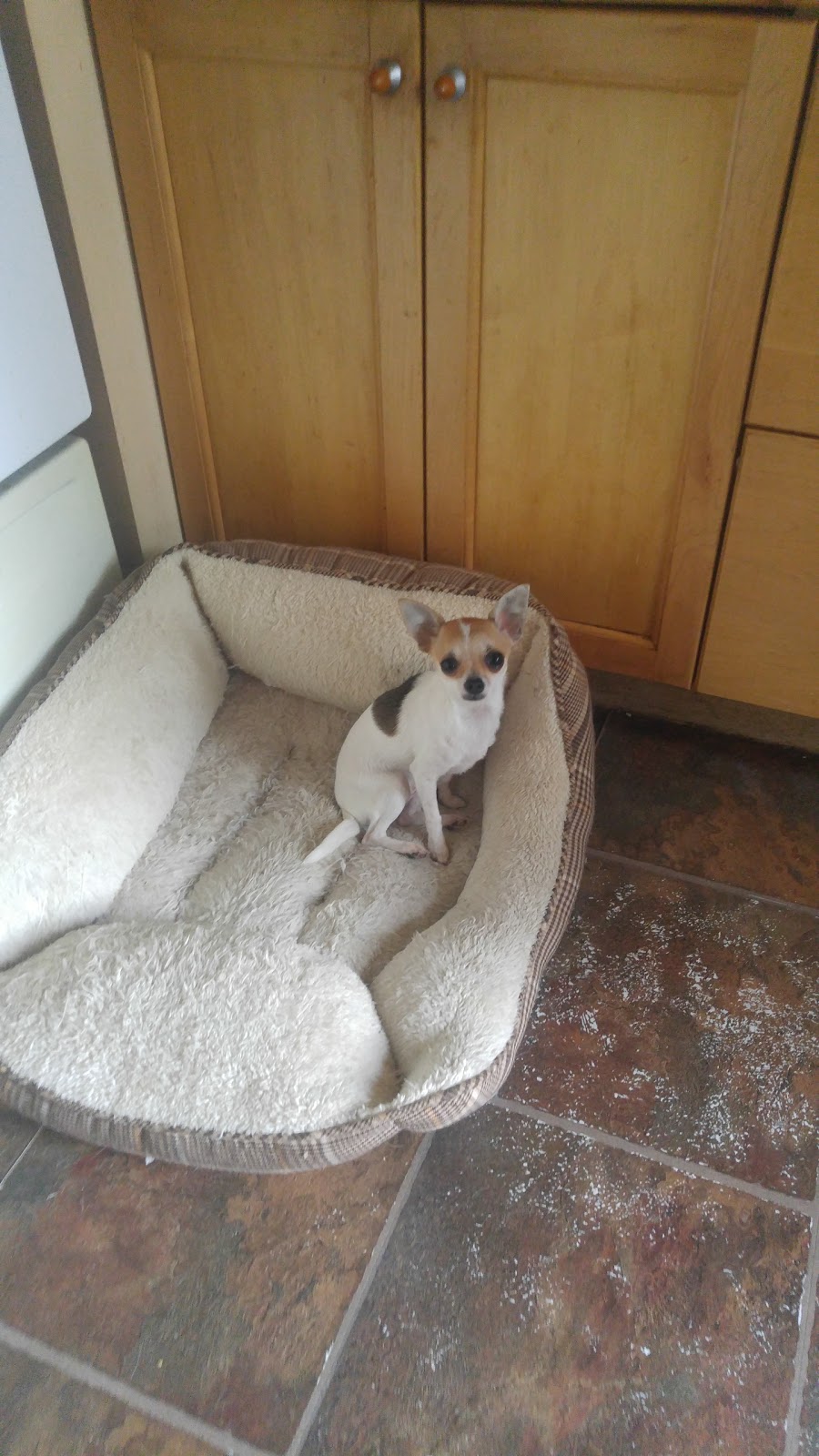 Dottea Muskoka Chihuahuas | 1411 Hwy 11 RR2, Kilworthy, ON P0E 1G0, Canada | Phone: (705) 689-8972
