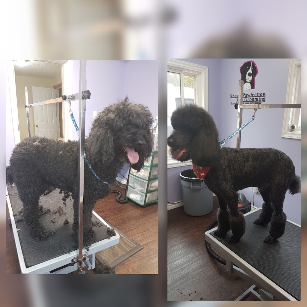 Shear Pawfection Pet Grooming | 9752 County Rd 93, Midland, ON L4R 4L9, Canada | Phone: (705) 717-0105