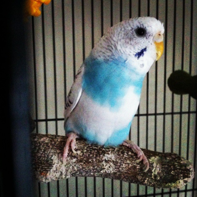 Jeves Pet Care Inc. | 236 Greenwood Ave, London, ON N6J 3G4, Canada | Phone: (519) 854-5383