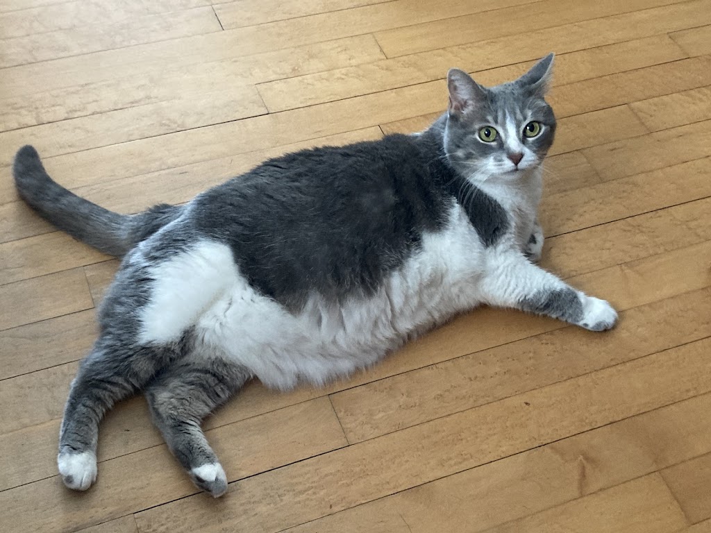 Manotick Cat Boarding | S Island Park Dr, Ottawa, ON K4M 1J2, Canada | Phone: (613) 807-7597