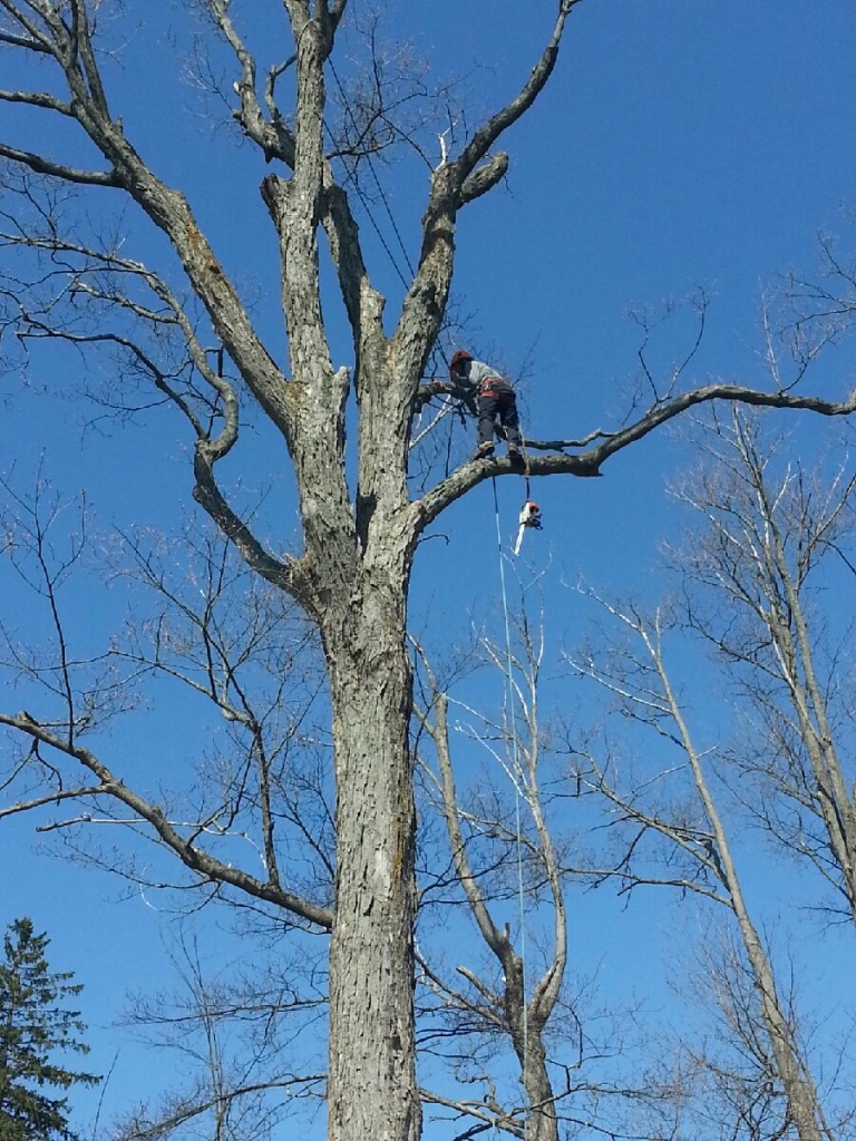 EVANS TREE WORK | 9 Hooper Square, Bowmanville, ON L1C 4X7, Canada | Phone: (905) 718-9528