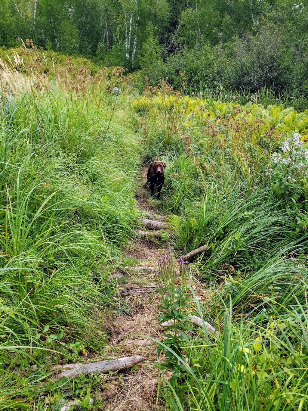 Cabin Lake Hiking Trail | Unnamed Rd, Manitoba R0E 1R0, Canada | Phone: (204) 369-3157