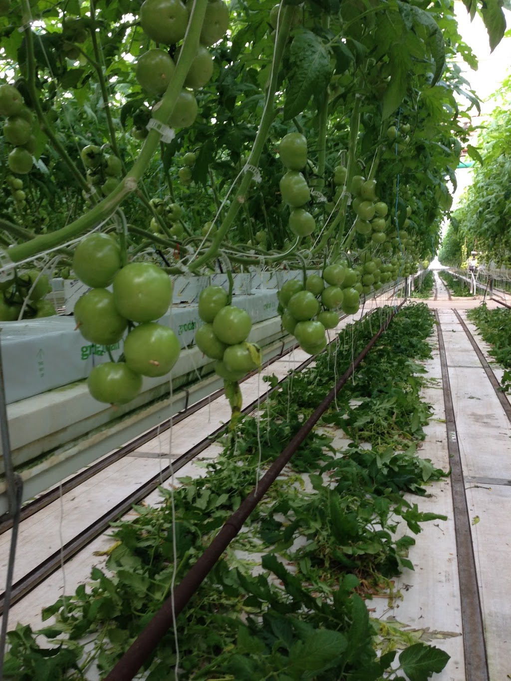 Coppola Farms | Tree Farm 1136 Seacliff Drive, Kingsville, On N9Y 2L9 Greenhouse:, 1660 Graham Side Rd, Kingsville, ON N9Y 2E4, Canada | Phone: (519) 733-5556