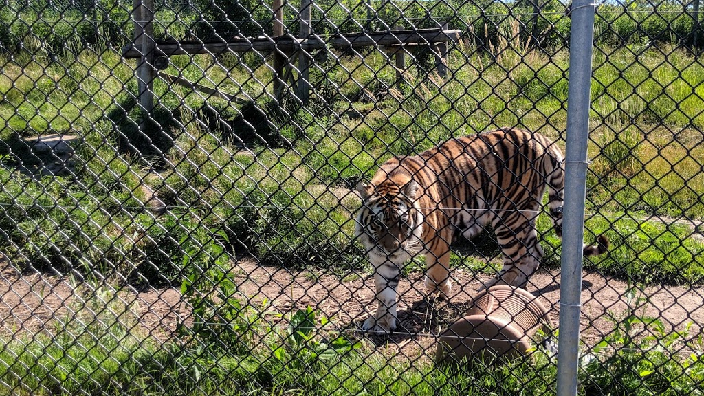 Jungle Cat World Wildlife Park 3667 Concession Rd 6, Orono, ON L0B