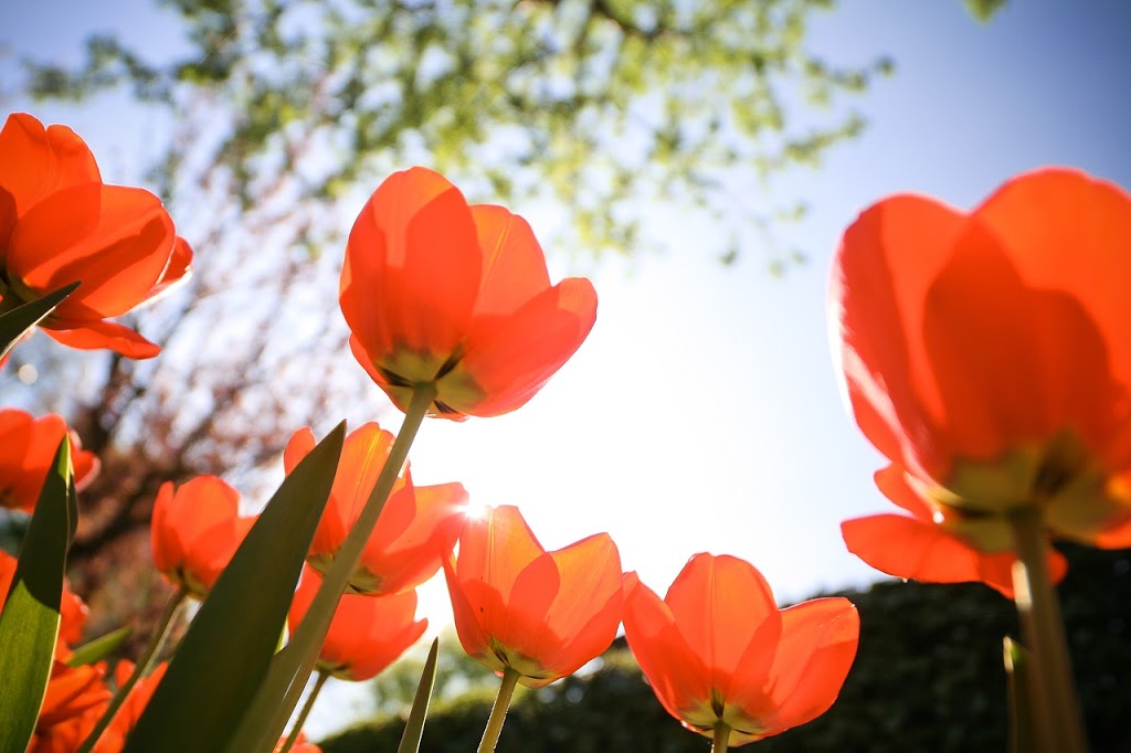 Adas Flowers | 2236 Hampstead Rd, Oakville, ON L6H 6Y9, Canada | Phone: (905) 844-8783