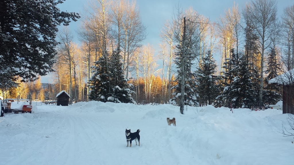 Shamanu Shibas | 5570 Mcdermid Rd, Rock Creek, BC V0H 1Y0, Canada | Phone: (250) 868-3248