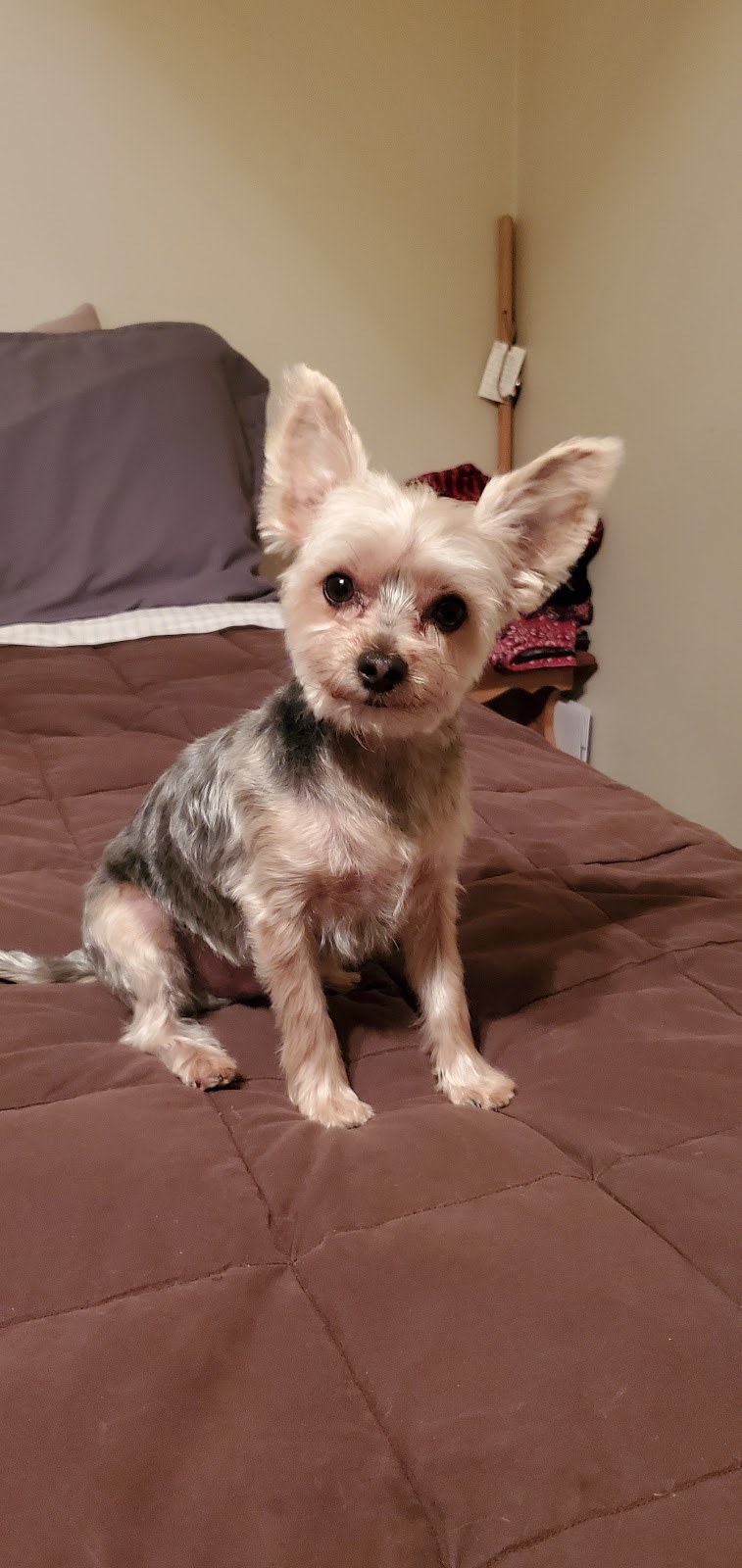 Woof N Cuts | 50 Dr Kay Dr, Schomberg, ON L0G 1T0, Canada | Phone: (905) 939-9339