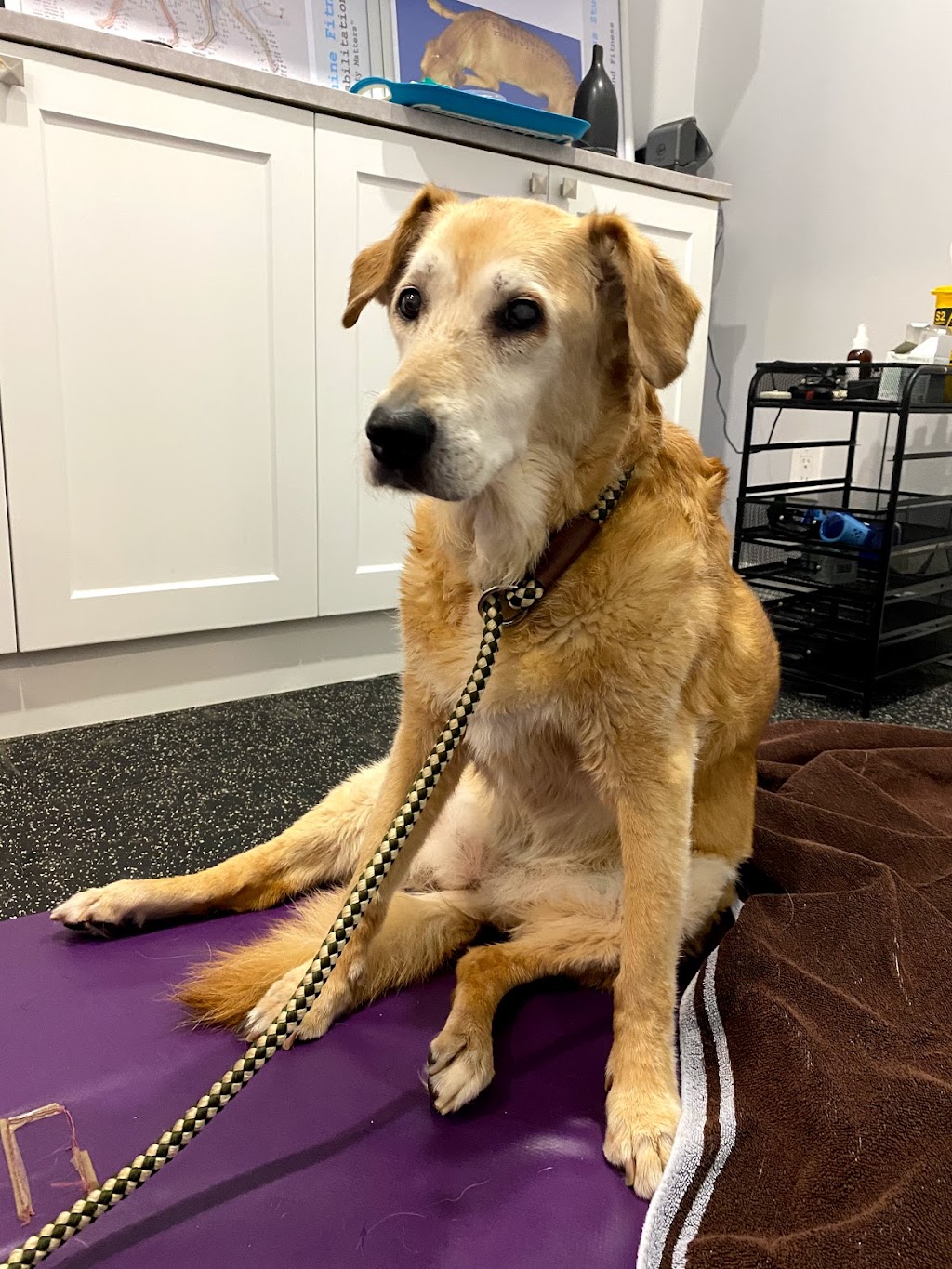 Mobility Matters Pet Rehabilitation | 2387 Lakeshore Rd W, Oakville, ON L6L 1H4, Canada | Phone: (905) 847-9424
