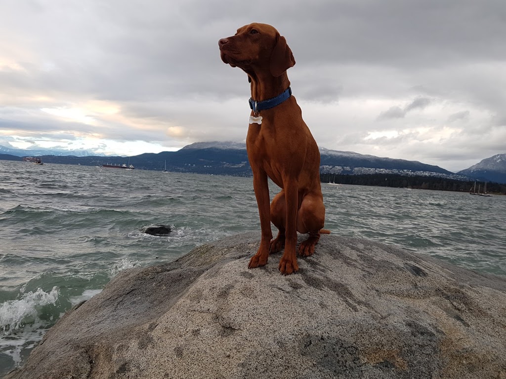 Hadden Park Dog Beach | 1000 Chestnut St, Vancouver, BC V6J 3J9, Canada