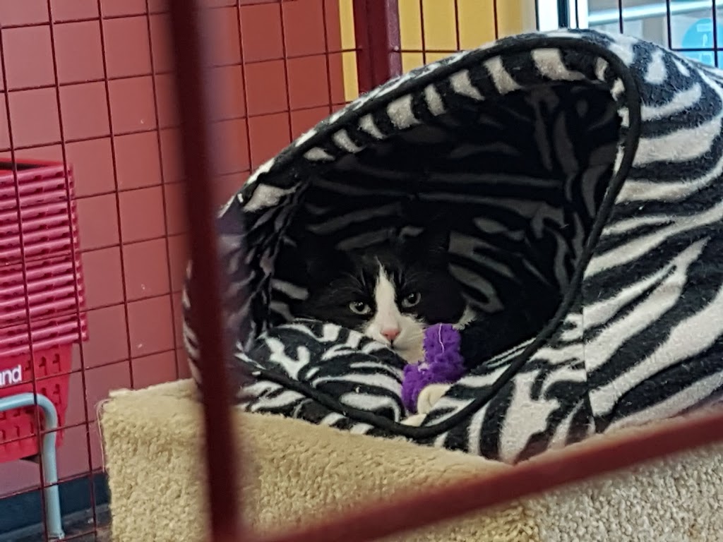 Petland | 3047 Clarence Ave S, Saskatoon, SK S7T 0B4, Canada | Phone: (306) 934-3920