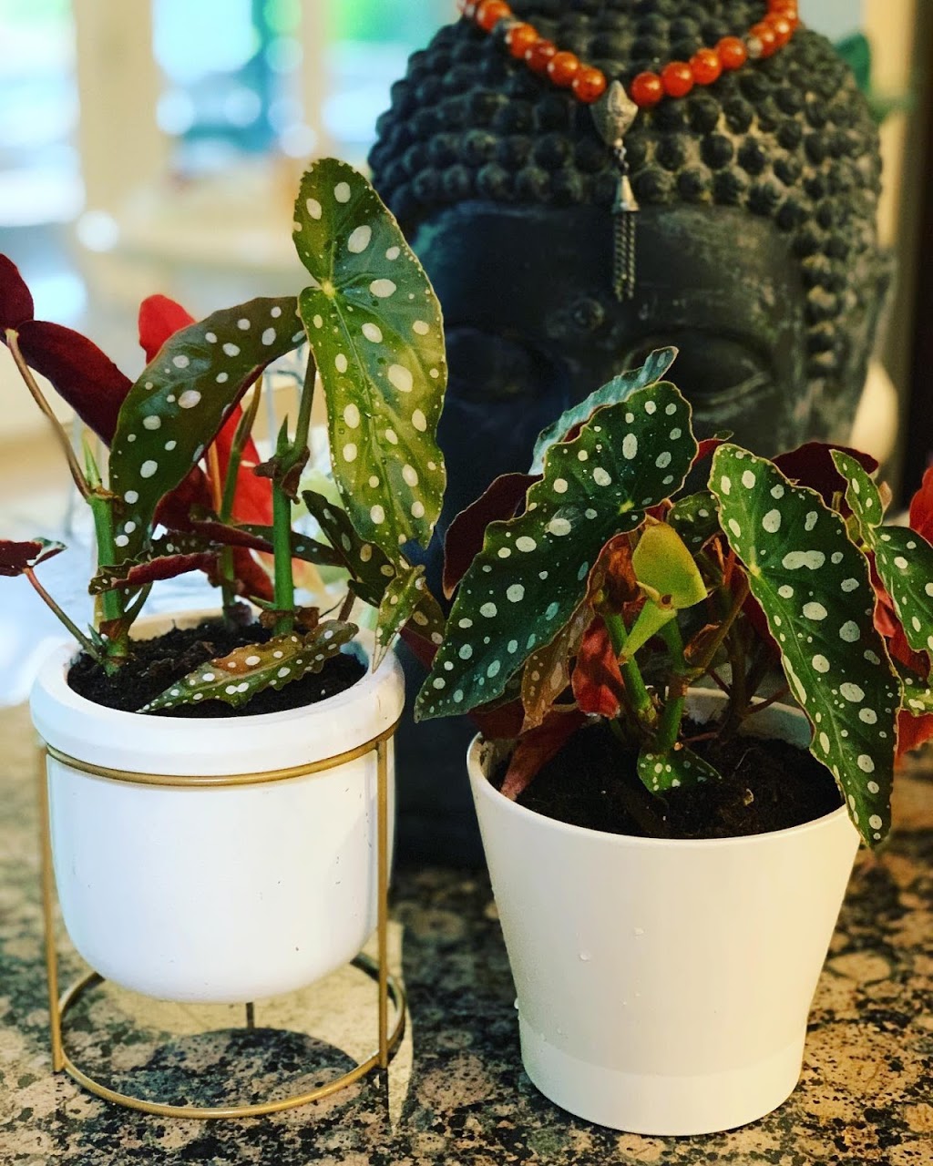 Grandmas Greenhouse | Surrey, BC V4P, Canada | Phone: (604) 868-3546