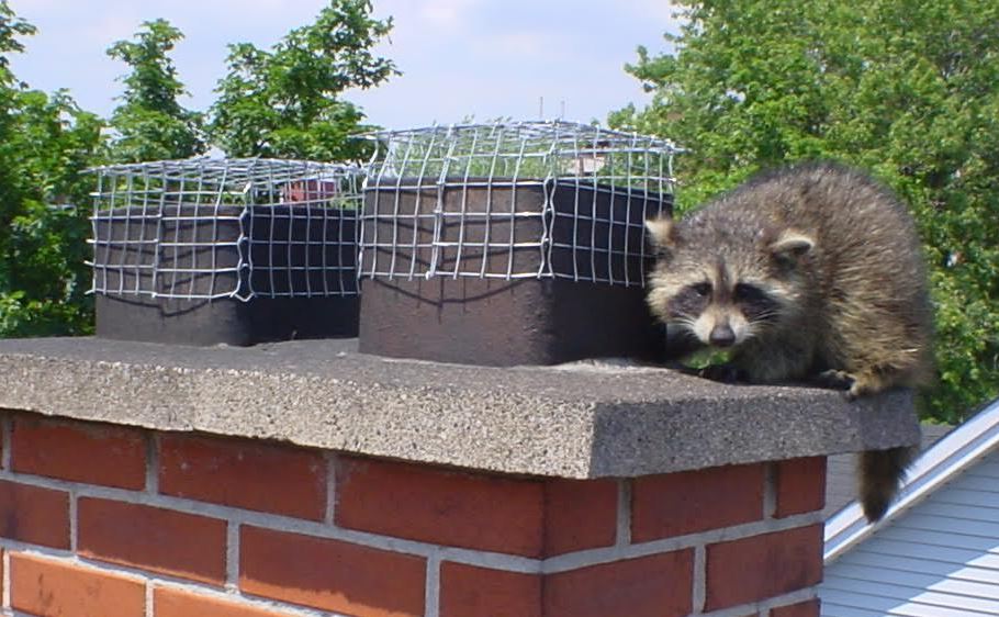 Skedaddle Humane Wildlife Control | 55 Chamberlin Dr, Cambridge, ON N1T 1M3, Canada | Phone: (519) 658-4400