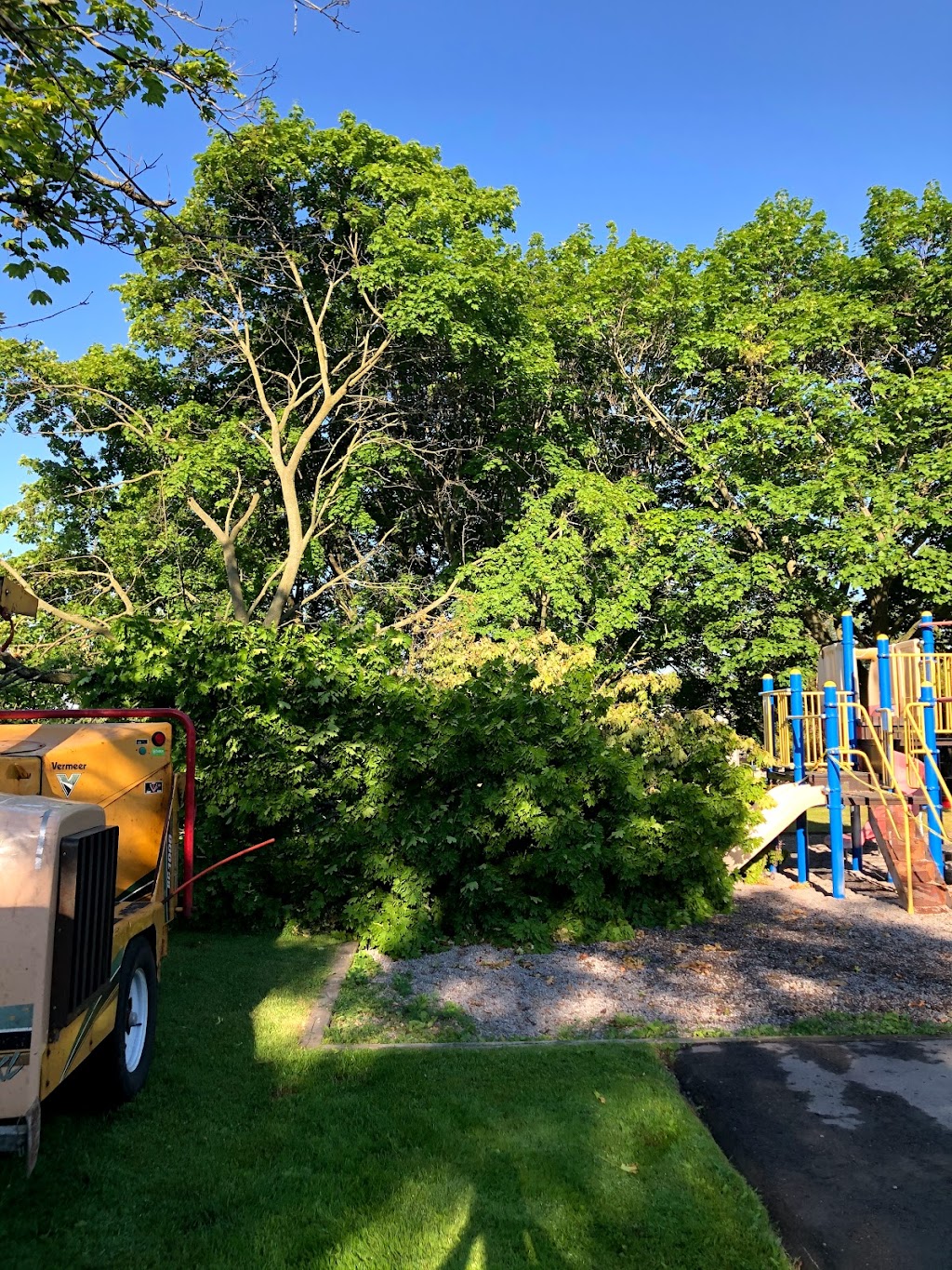 Tandem Tree Service | 641 Annland St, Pickering, ON L1W 1A9, Canada | Phone: (647) 467-8733