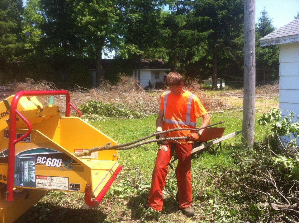 Davez Tree Service | 45 Cedar St, Collingwood, ON L9Y 3A4, Canada | Phone: (705) 606-6860