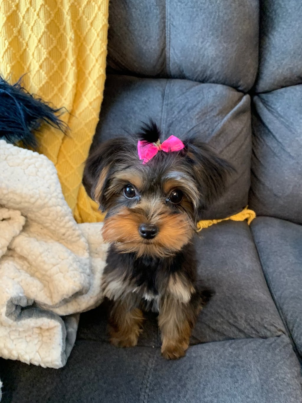 Fur Babies | 456 Vodden St E, Brampton, ON L6S 5V1, Canada | Phone: (905) 792-0428
