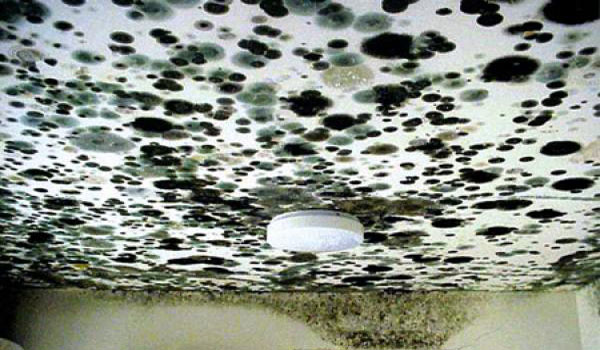 Mold stars | 351 Spinnaker Way, Concord, ON L4K 4N4, Canada | Phone: (877) 400-6653