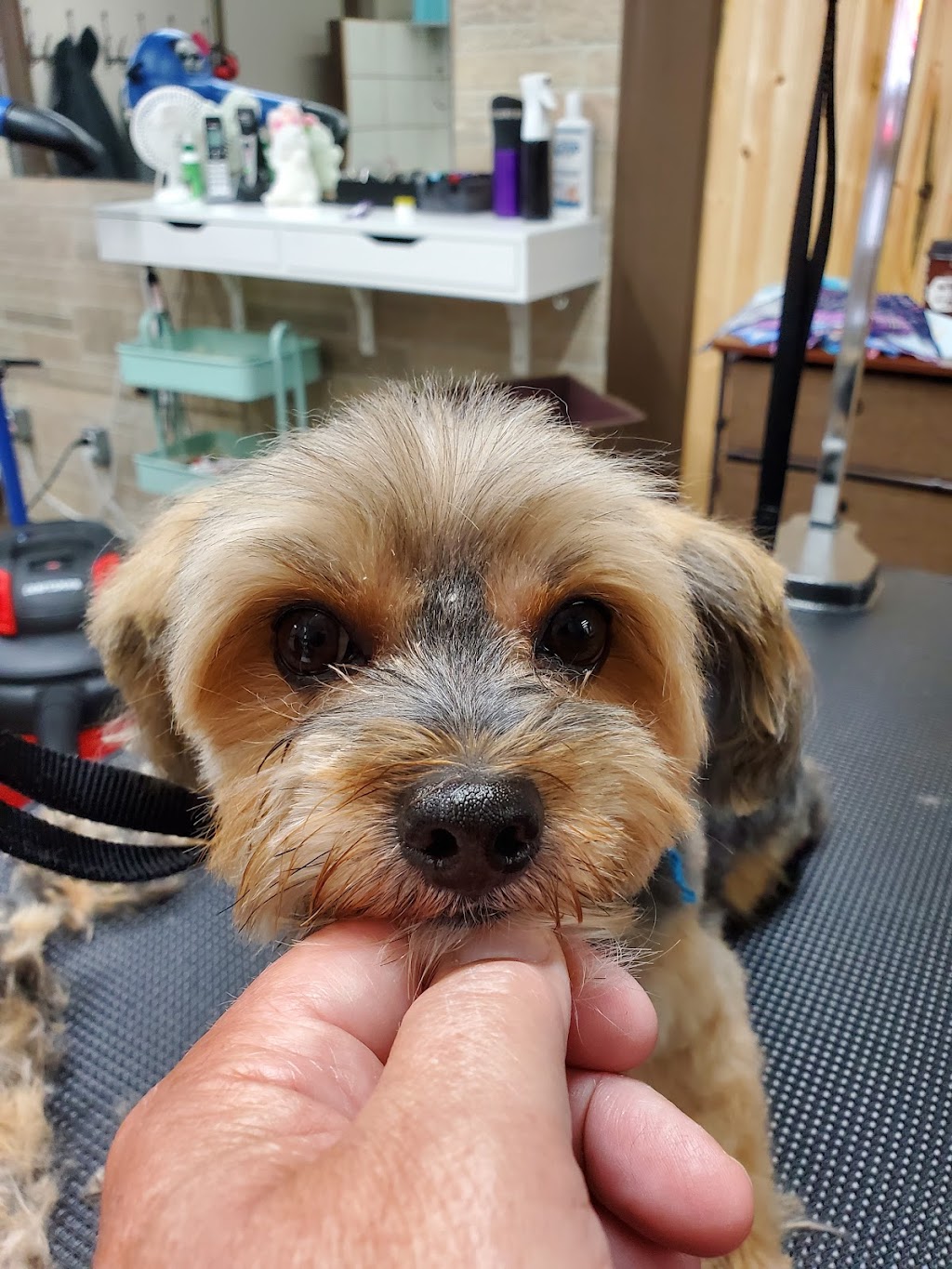 Fluff & Stuff Dog Grooming | 81 Talbot St E, Aylmer, ON N5H 1H3, Canada | Phone: (519) 639-6575