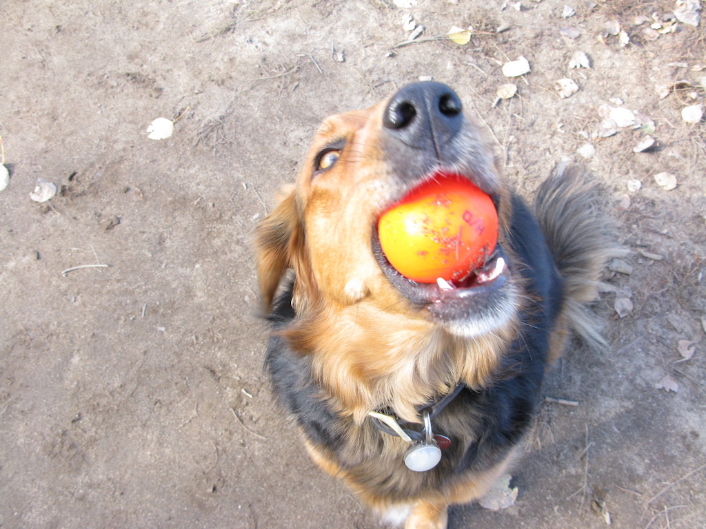 Dogawalk Adventures | 2592 Concession Rd 12, Pakenham, ON K0A 2X0, Canada | Phone: (613) 793-7347